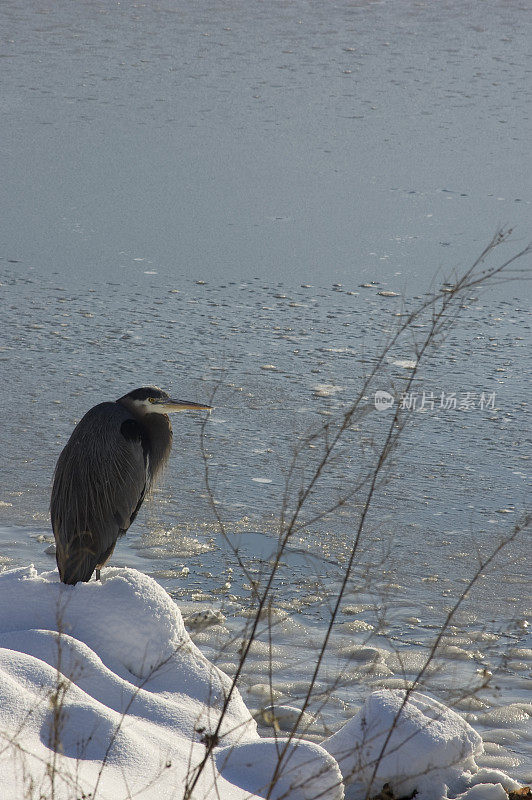 大蓝鹭(Ardea Herodias)垂直